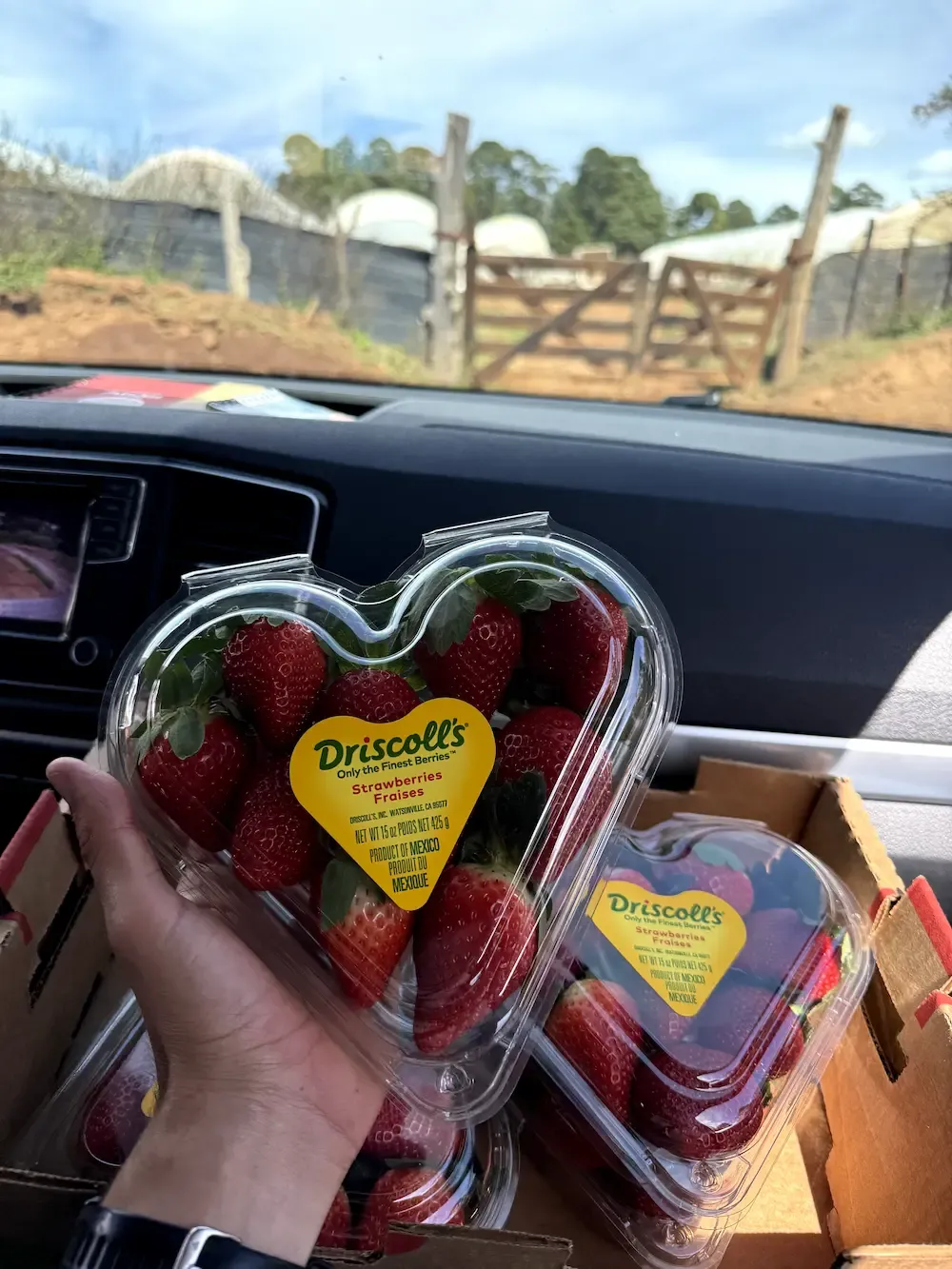 Cultivo de Berries y Frutos Rojos