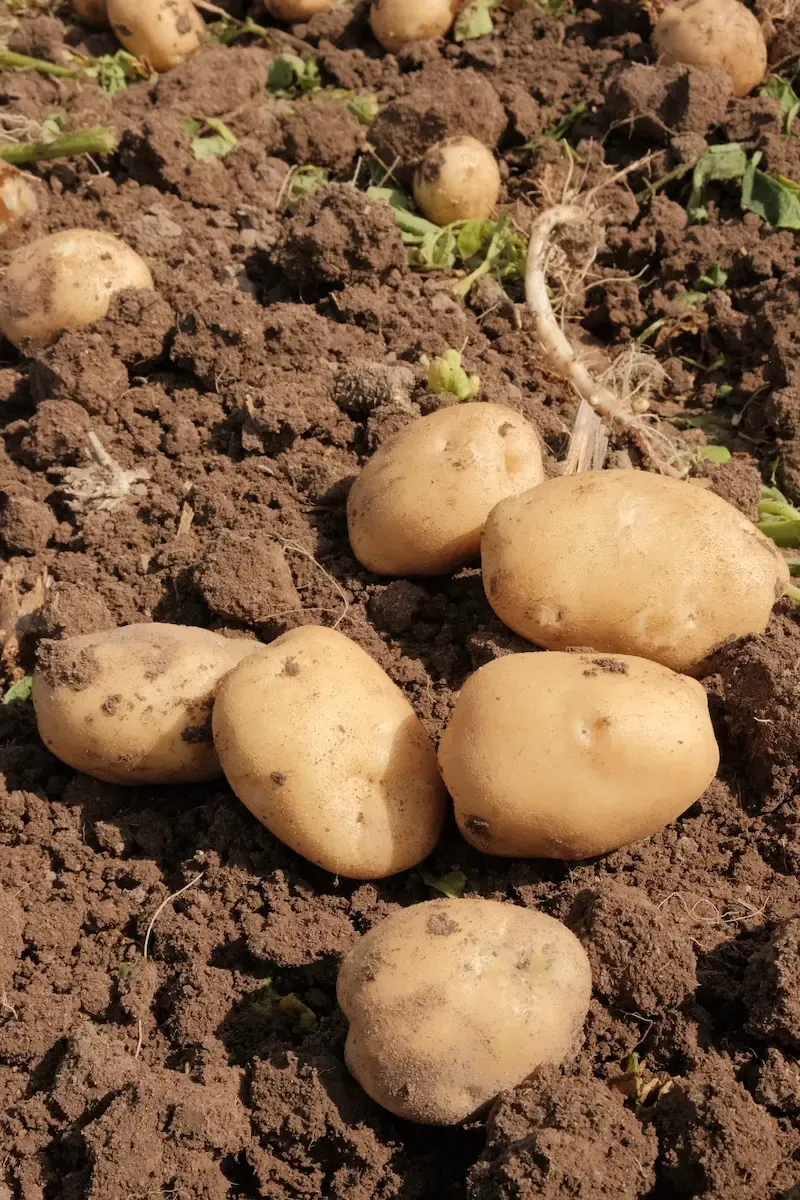 Calidad de Exportación Agrícola Rábago